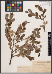 Salix aurita L. x Salix starkeana Willd.